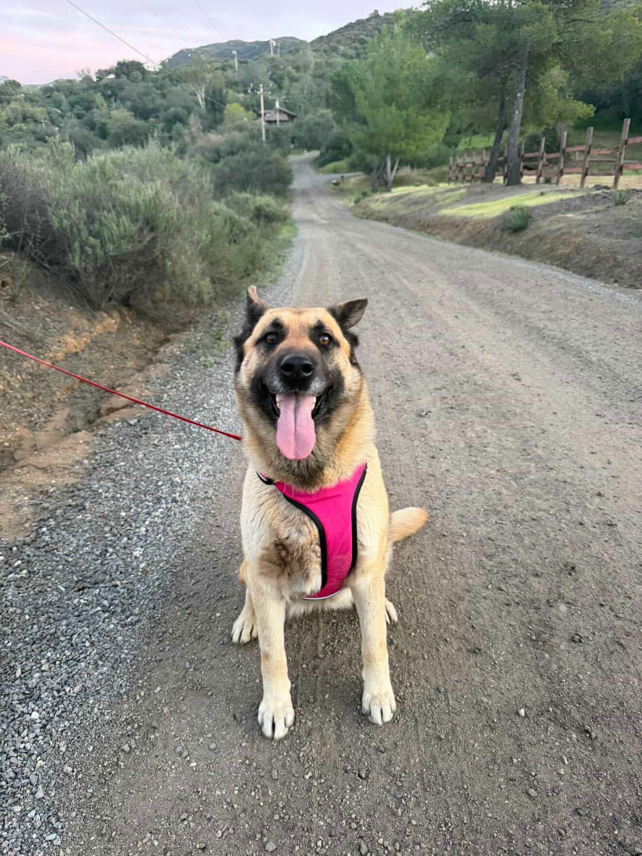 Indy, Adoptable, Young Female German Shepherd Dog & Shepherd.