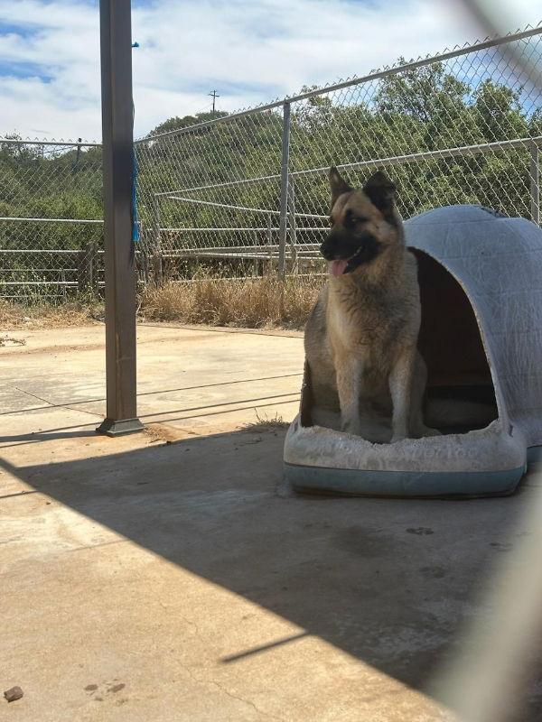 Enlarge Indy, a Adoptable mixed breed in San Diego, CA image 1/3