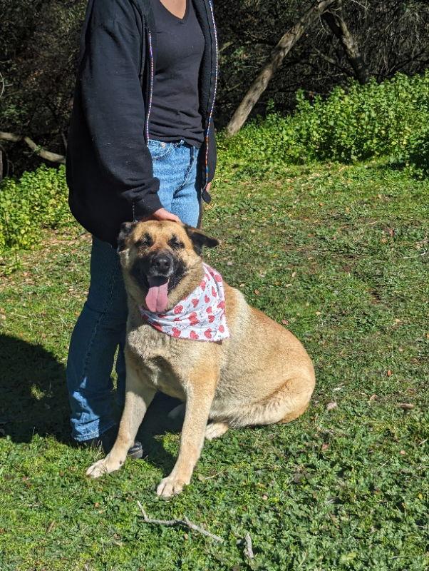 Enlarge Indy, a Adoptable mixed breed in San Diego, CA image 2/3