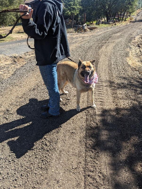 Enlarge Indy, a Adoptable mixed breed in San Diego, CA image 3/3