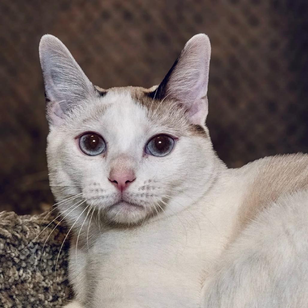 Pearl, Adoptable, Young Female Siamese.