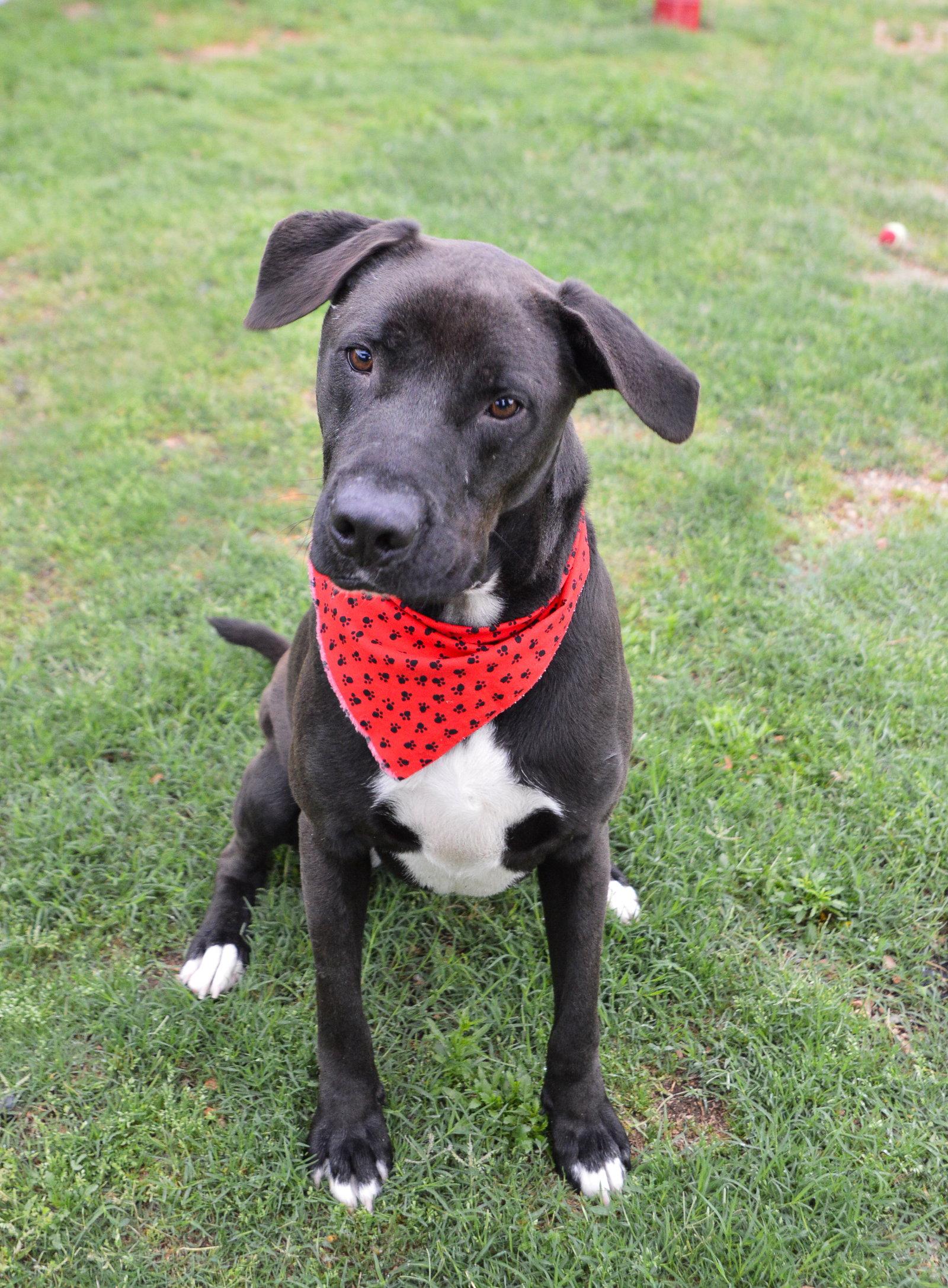 Midnight, Adoptable, Young Male Labrador Retriever.