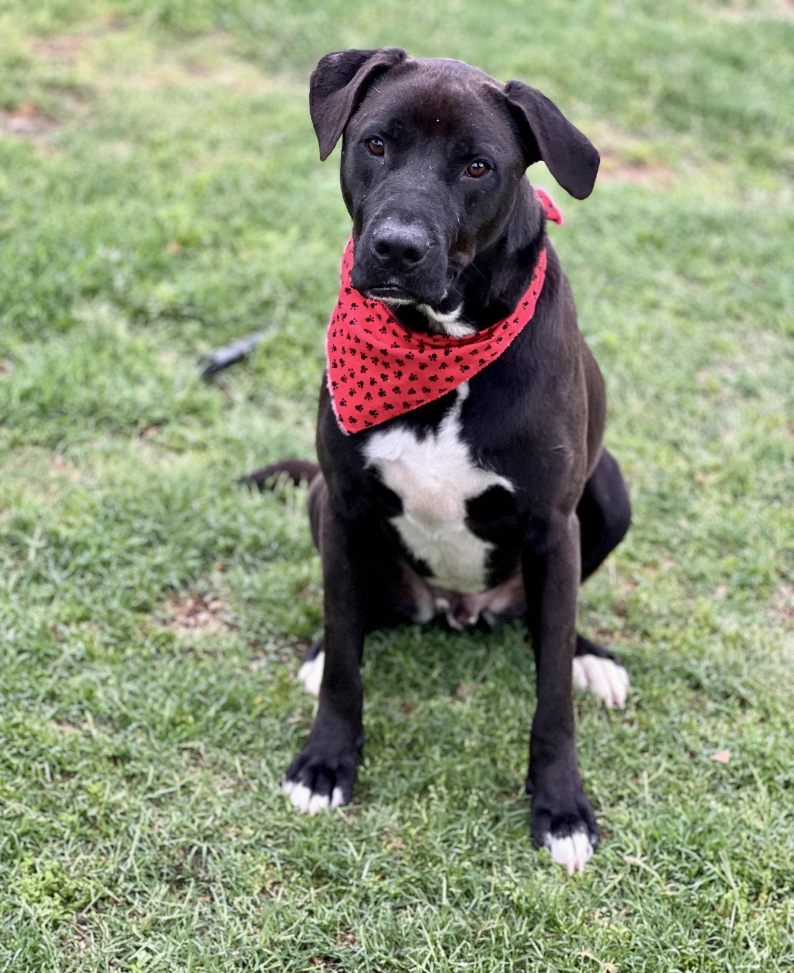 Enlarge Midnight, a Adoptable Labrador Retriever in McKinney, TX image 2/3