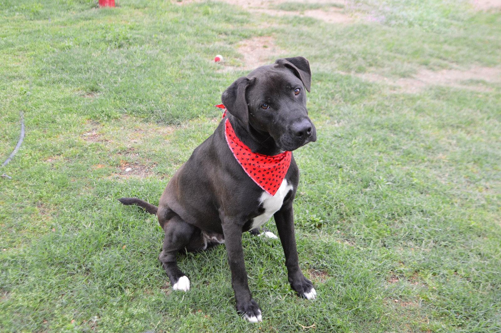 Enlarge Midnight, a Adoptable Labrador Retriever in McKinney, TX image 3/3