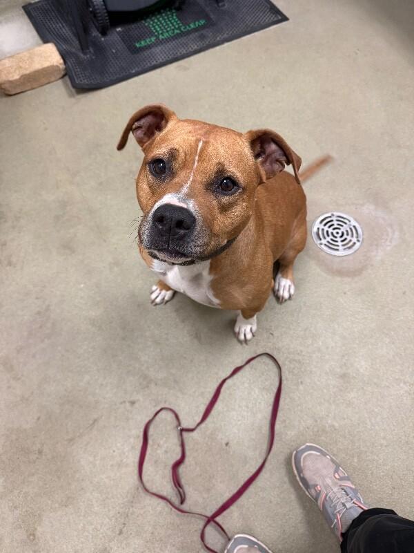 DD, a Adoptable Mixed Breed in Hobbs, NM image 1/4