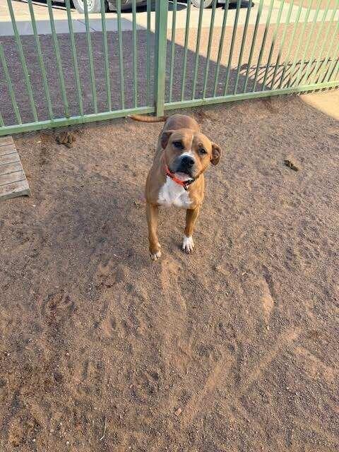 DD, a Adoptable Mixed Breed in Hobbs, NM image 2/4