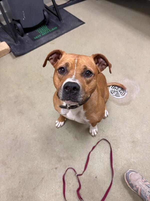 DD, a Adoptable Mixed Breed in Hobbs, NM image 3/4