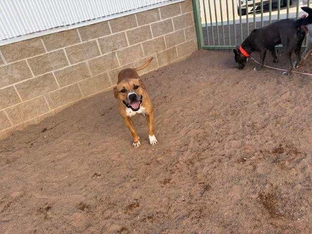 DD, a Adoptable Mixed Breed in Hobbs, NM image 4/4