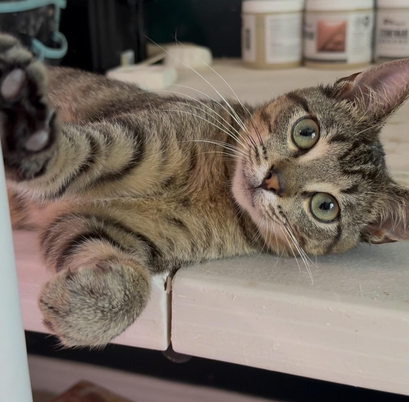 Enlarge Pip, a ADOPTABLE American Shorthair in Milton, FL image 2/6