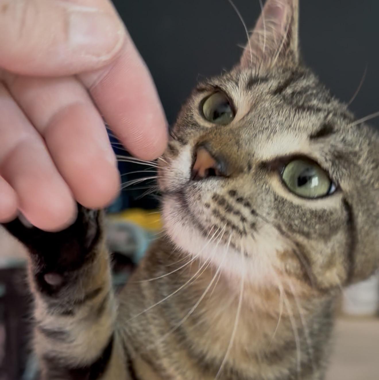 Enlarge Pip, a ADOPTABLE American Shorthair in Milton, FL image 5/6