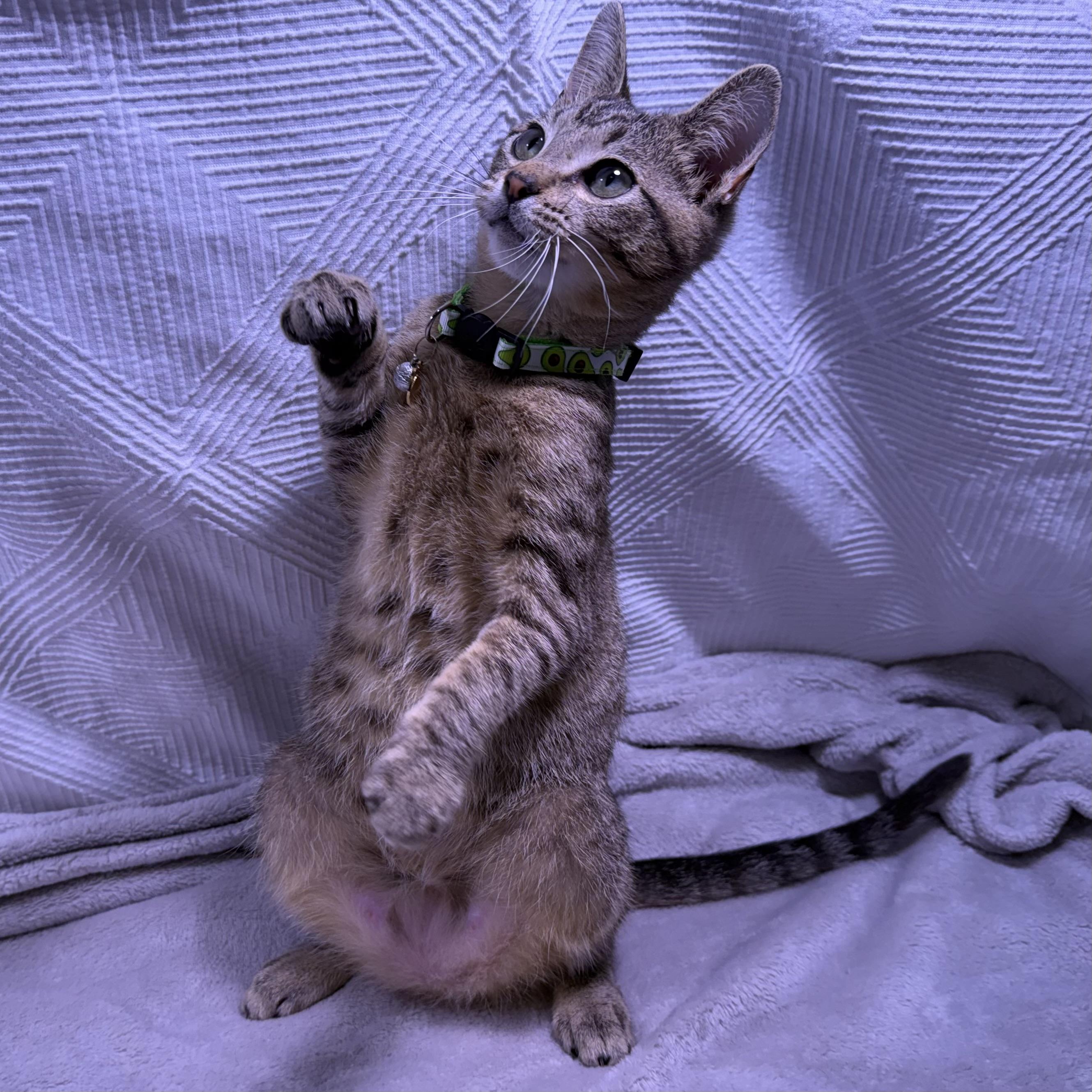 Enlarge Pip, a ADOPTABLE American Shorthair in Milton, FL image 3/6