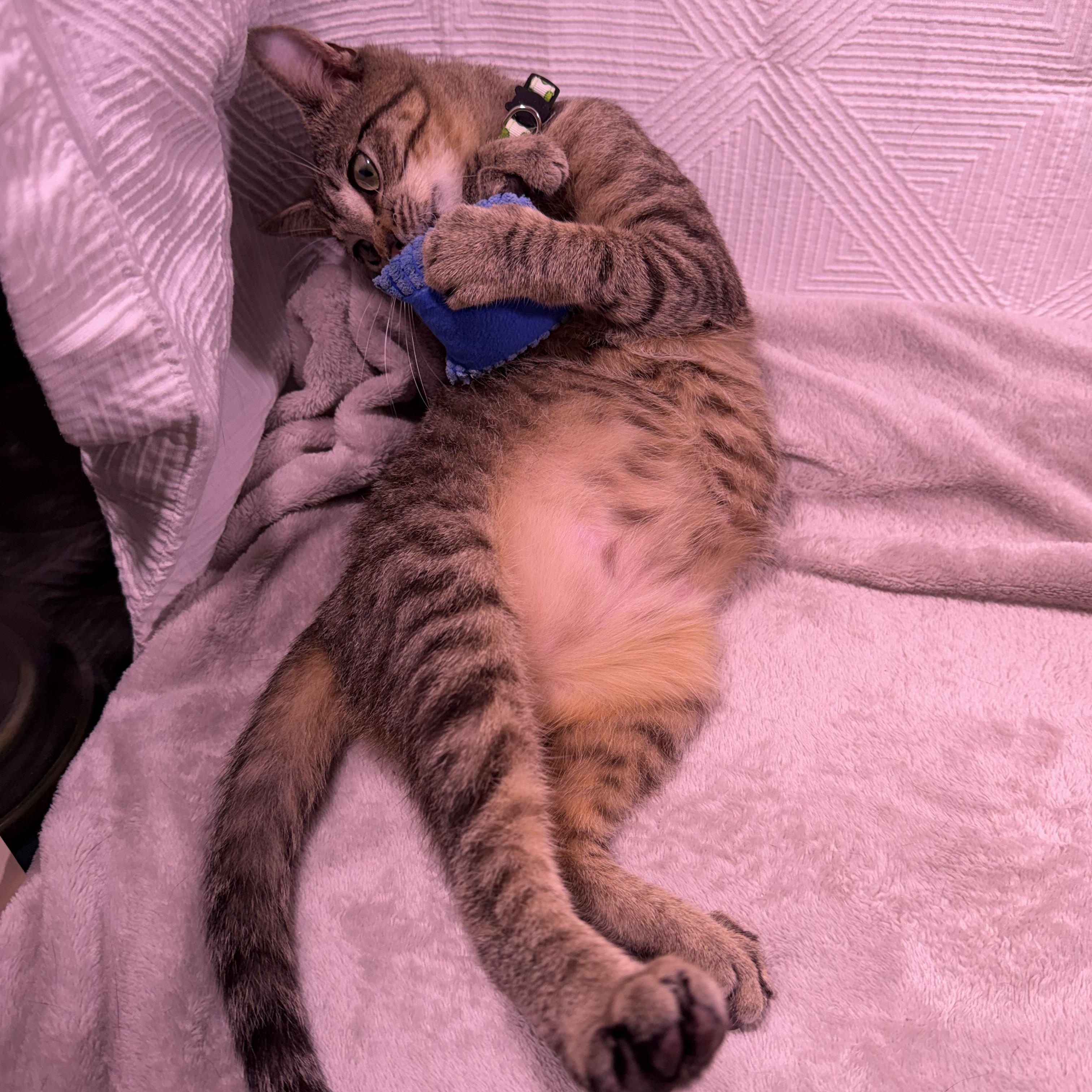 Enlarge Pip, a ADOPTABLE American Shorthair in Milton, FL image 4/6