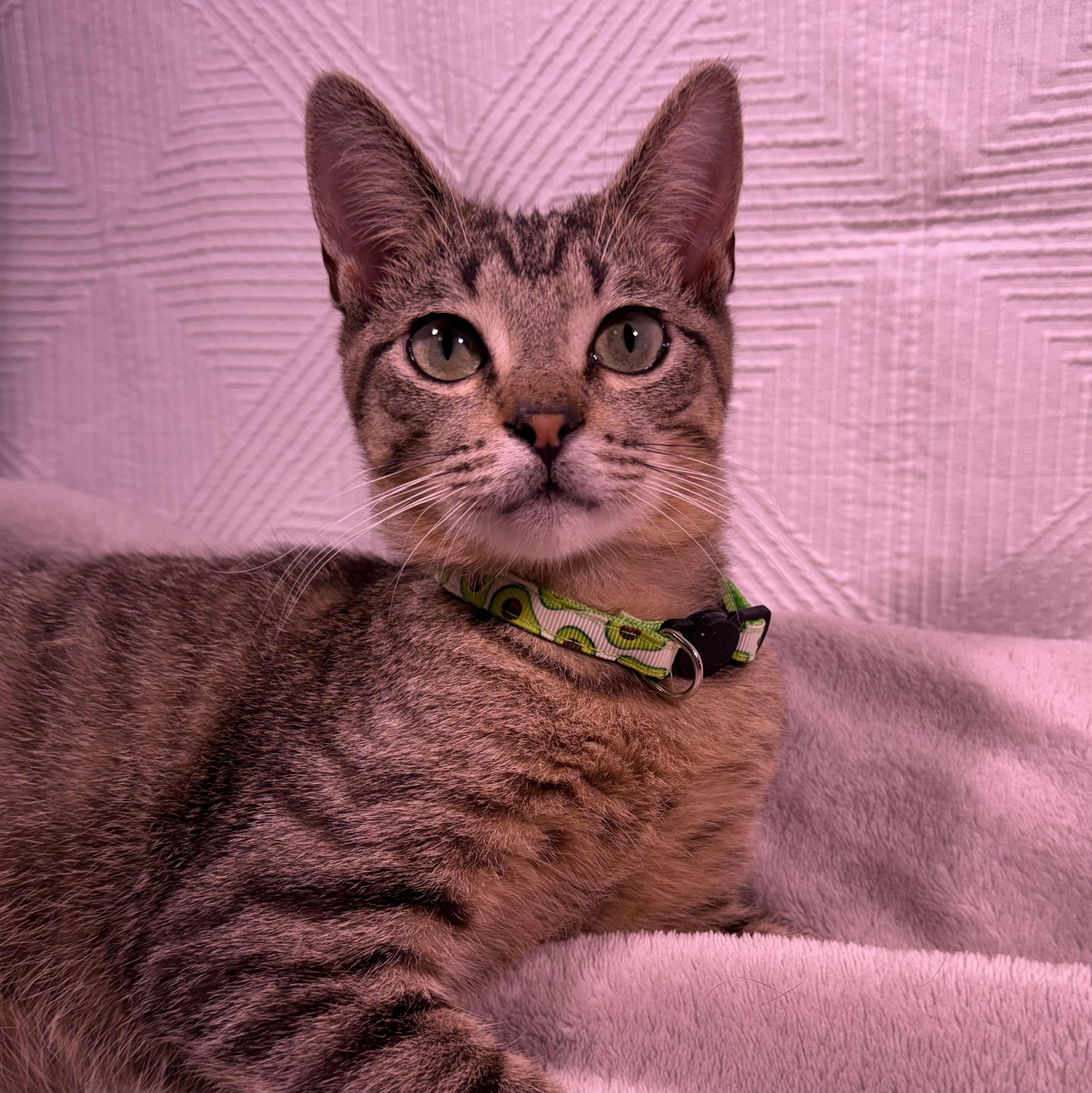 Pip, ADOPTABLE, Kitten Male American Shorthair.