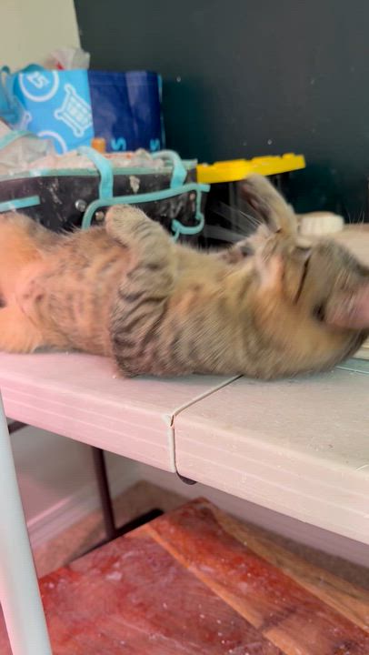 Enlarge Pip, a ADOPTABLE American Shorthair in Milton, FL video 6/6