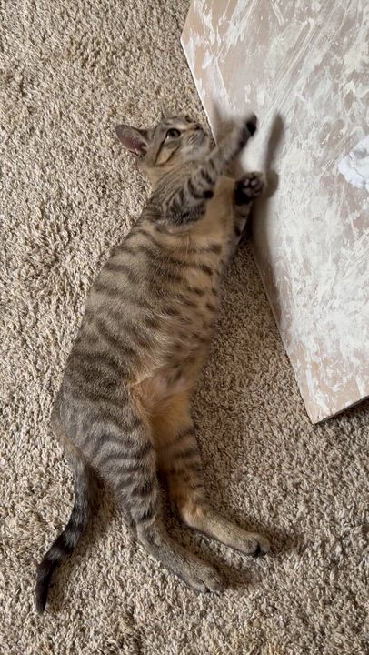 Enlarge Pip, a ADOPTABLE American Shorthair in Milton, FL video 1/6