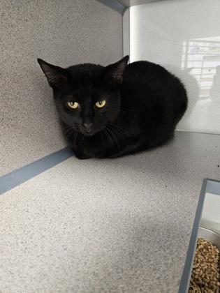 Elvira, Adoptable, Adult Female Domestic Short Hair & Domestic Short Hair.