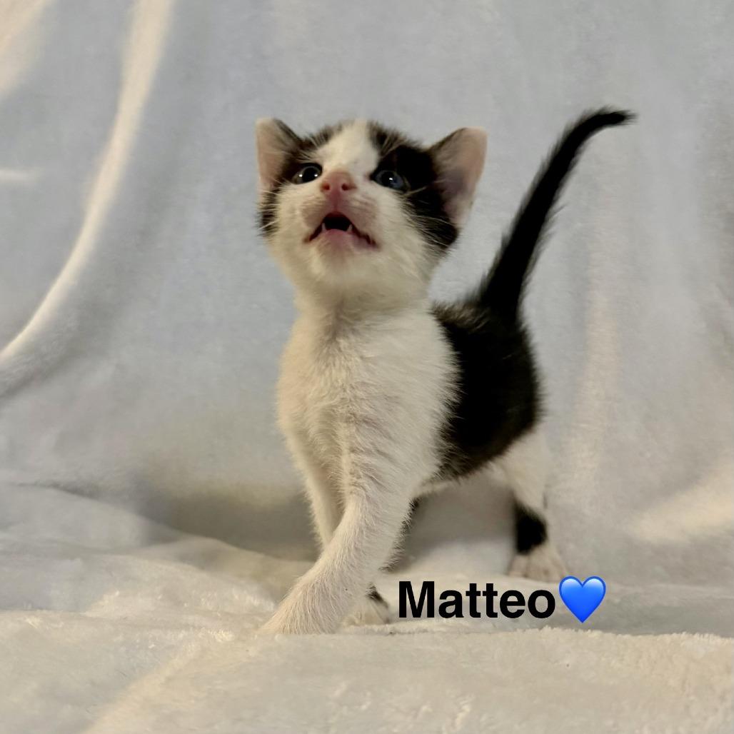 Enlarge Matteo, a Adopted Domestic Short Hair in Peachtree City, GA image 2/6