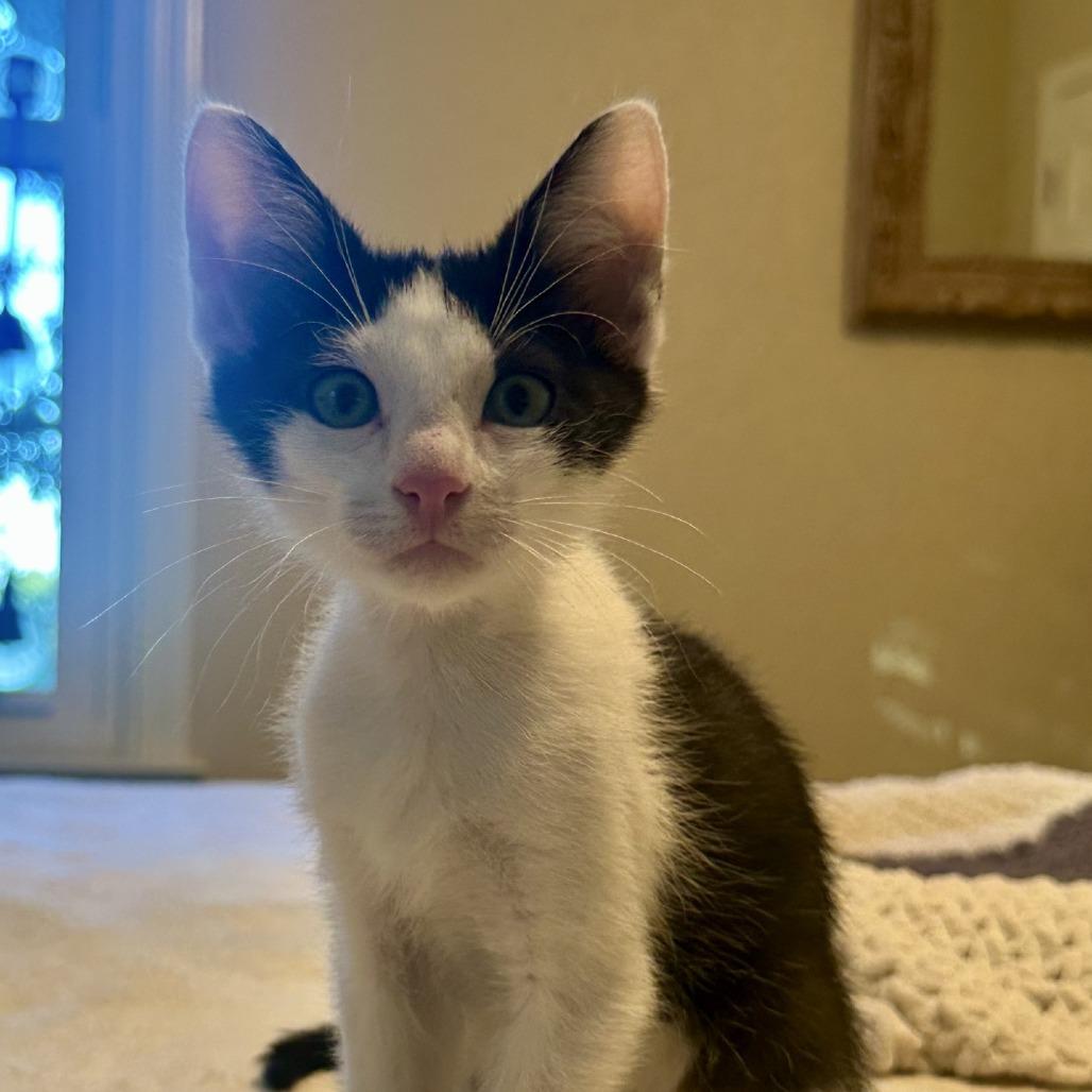Enlarge Matteo, a Adopted Domestic Short Hair in Peachtree City, GA image 3/6