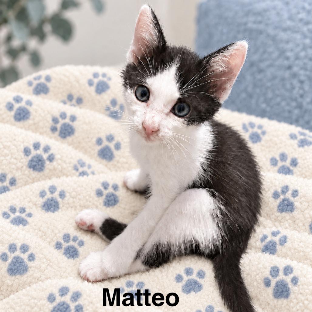 Enlarge Matteo, a Adopted Domestic Short Hair in Peachtree City, GA image 4/6
