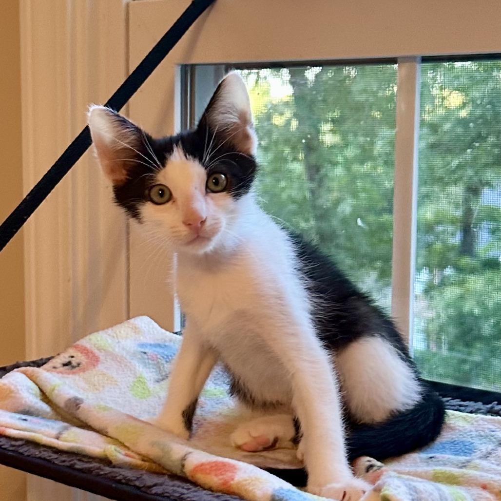 Enlarge Matteo, a Adopted Domestic Short Hair in Peachtree City, GA image 5/6