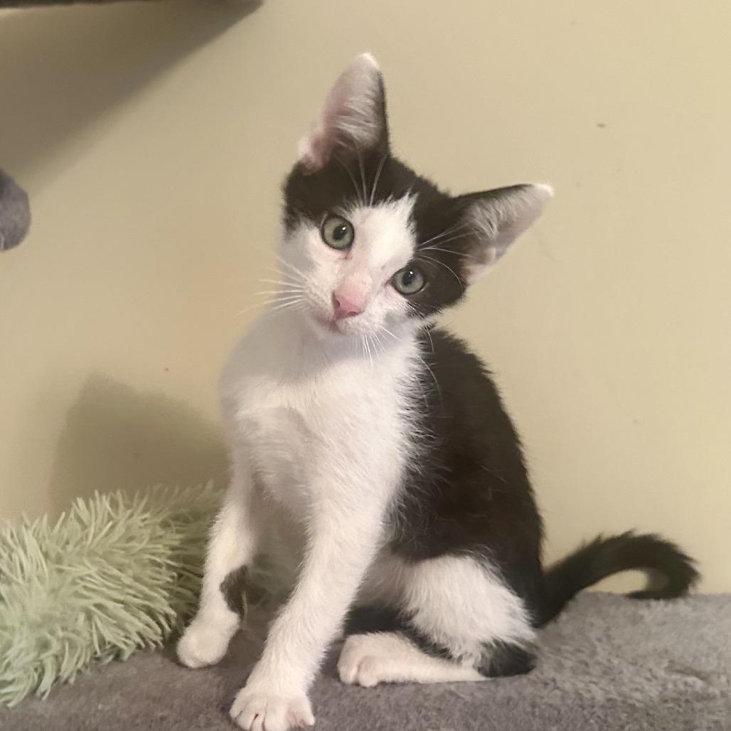 Matteo, Adopted, Kitten Male Domestic Short Hair.