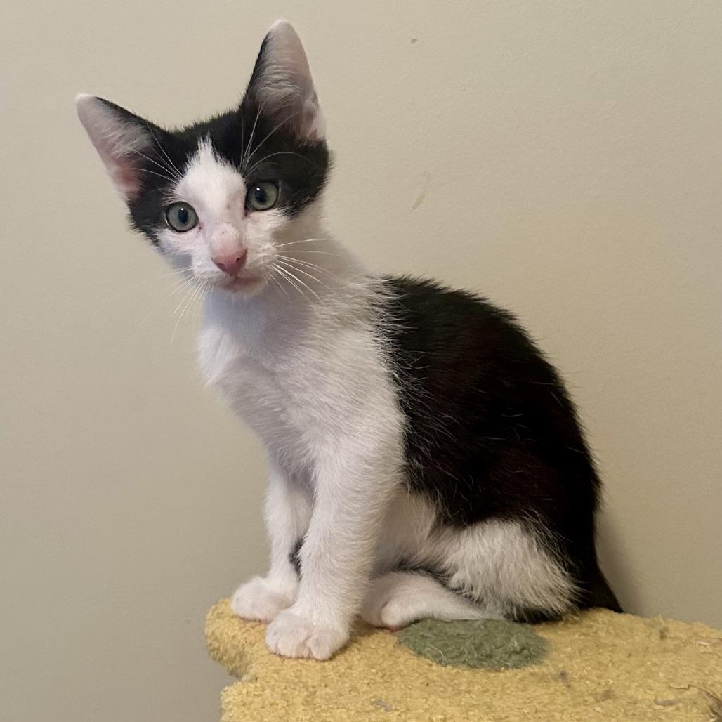 Enlarge Matteo, a Adopted Domestic Short Hair in Peachtree City, GA image 6/6