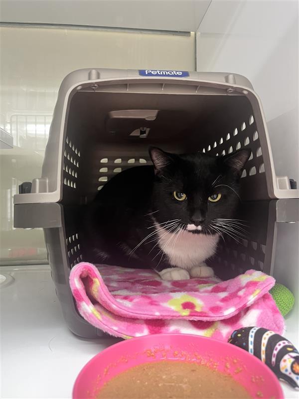 Jerry, Adopted, Adult Male Domestic Medium Hair.