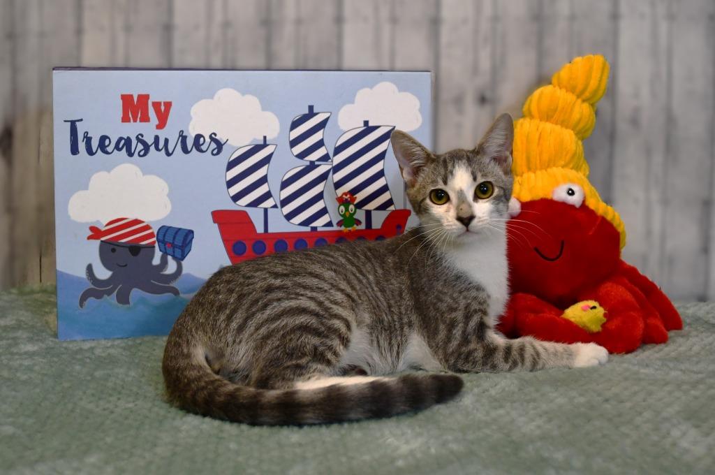 Patrick, Adoptable, Young Male Domestic Short Hair.