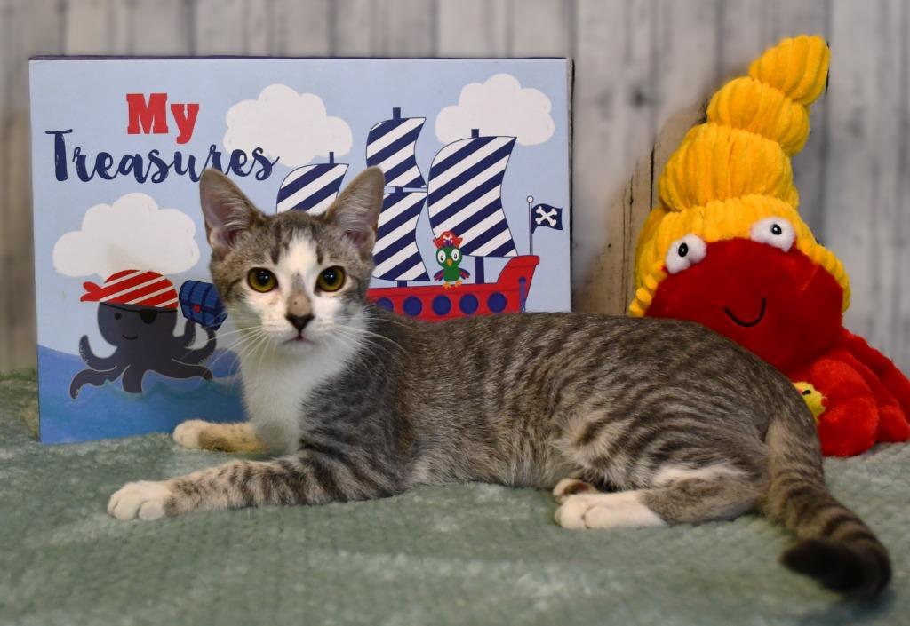 Enlarge Patrick, a Adoptable mixed breed in Roanoke, TX image 2/3