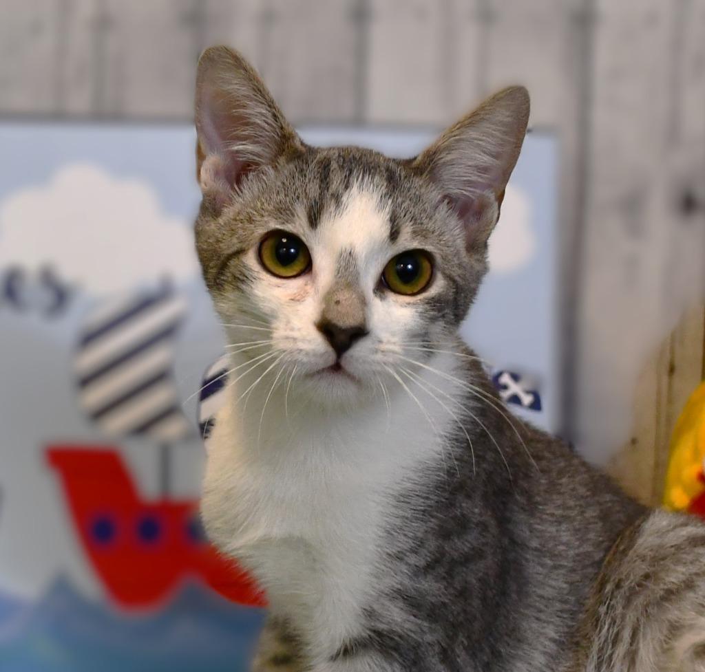 Enlarge Patrick, a Adoptable mixed breed in Roanoke, TX image 3/3