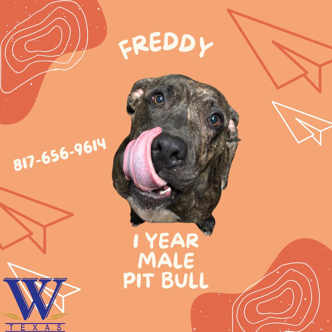 Freddy, an adopted Pit Bull Terrier & Plott Hound Mix in Watauga, TX_image-1