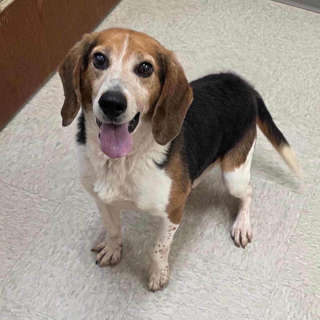 Arkansas, a Adoptable Beagle in Chatham, VA image 1/2
