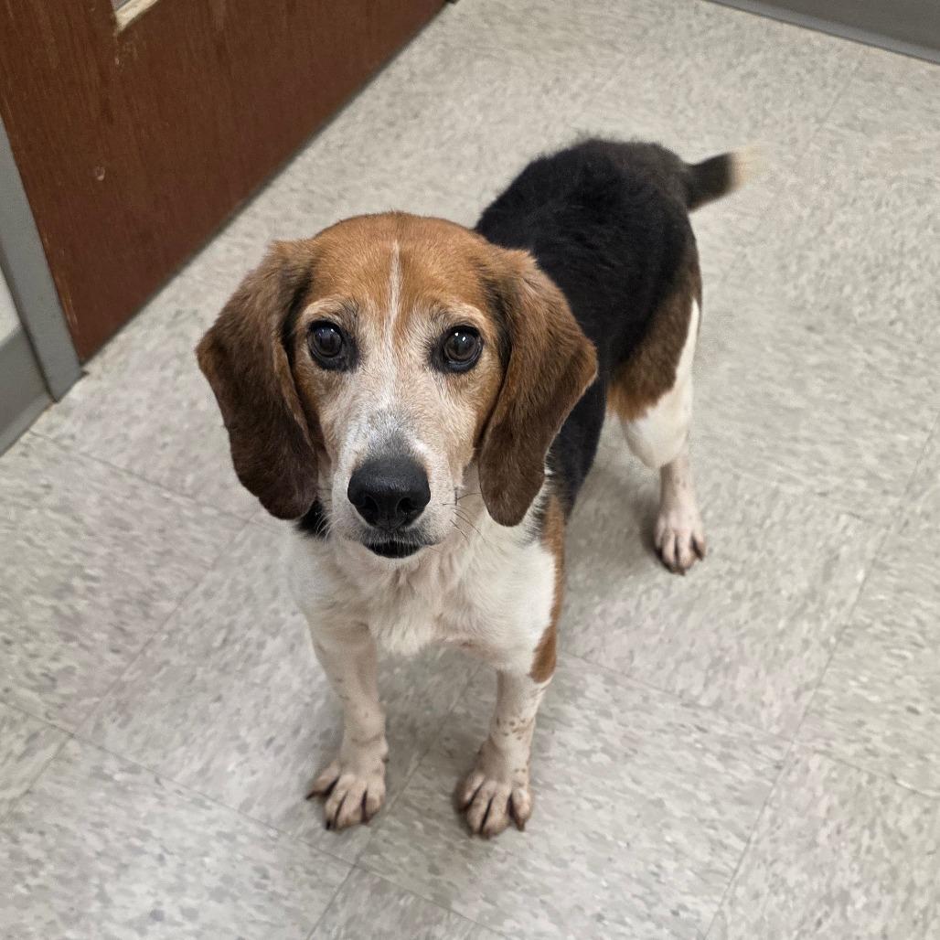 Arkansas, a Adoptable Beagle in Chatham, VA image 2/2