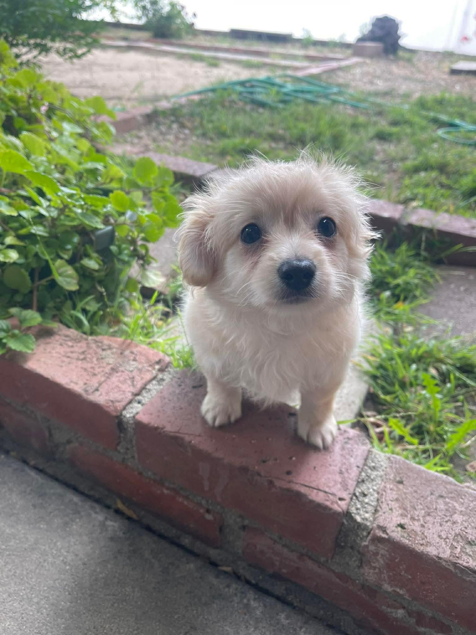 Enlarge Nugget, a ADOPTABLE mixed breed in Tarzana, CA image 2/6
