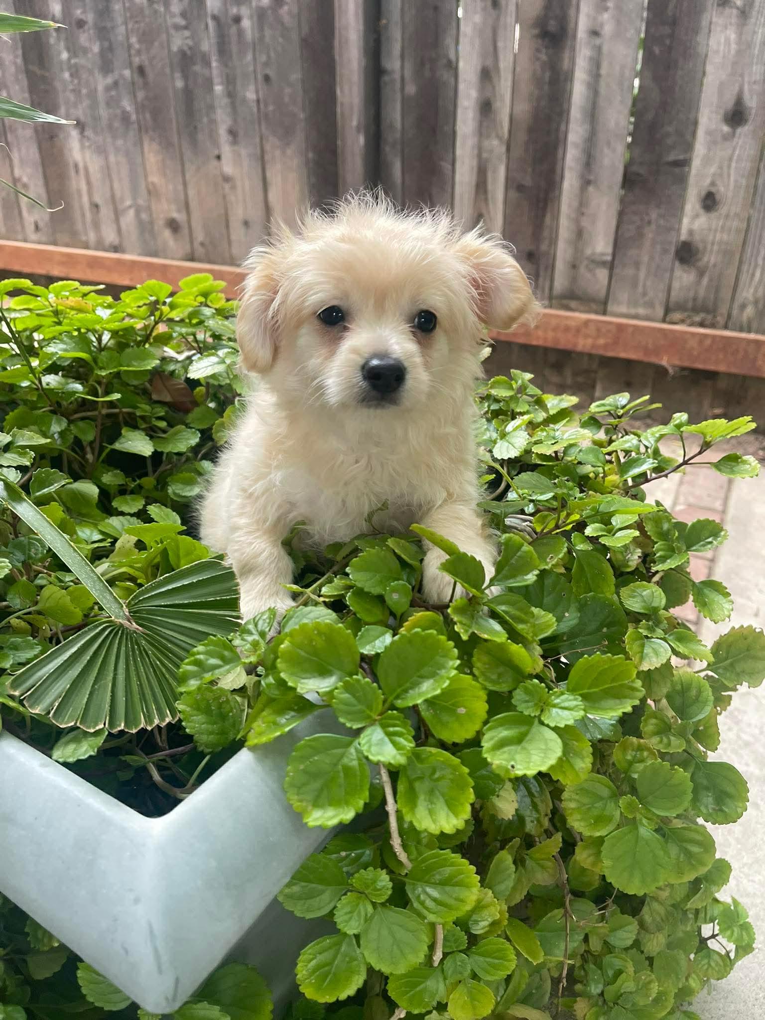 Enlarge Nugget, a ADOPTABLE mixed breed in Tarzana, CA image 6/6