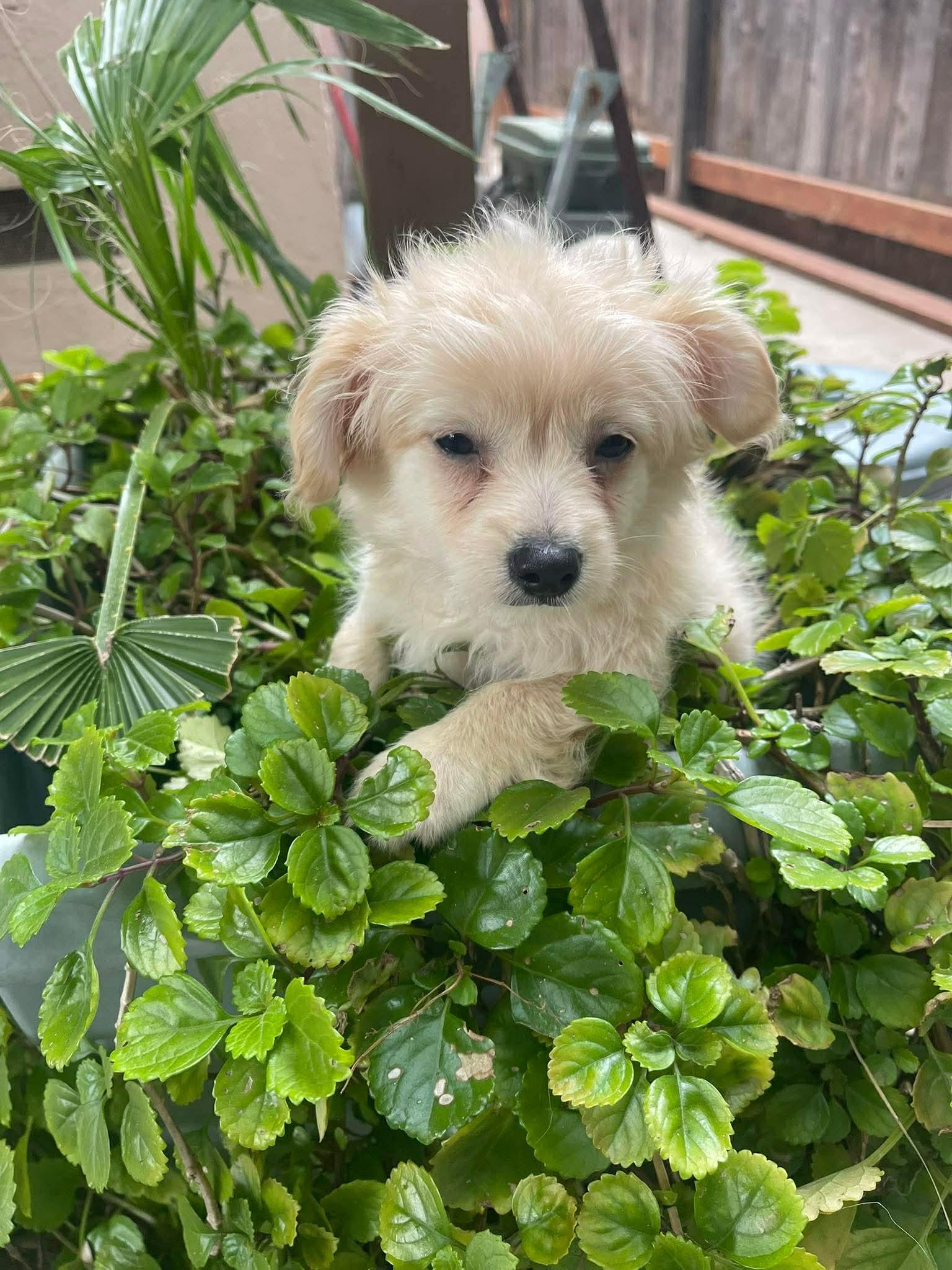 Enlarge Nugget, a ADOPTABLE mixed breed in Tarzana, CA image 5/6