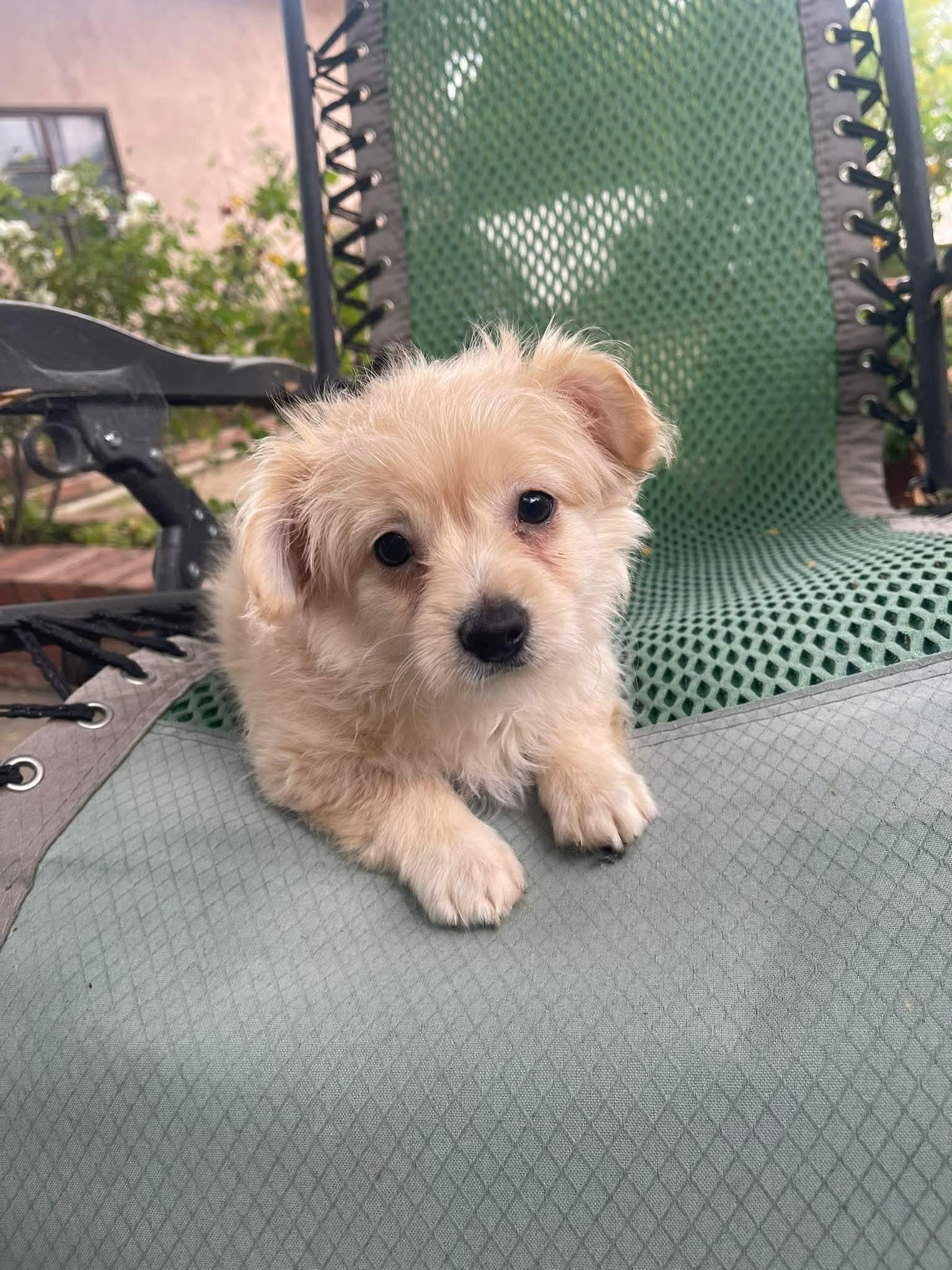 Nugget, ADOPTABLE, Puppy Male Maltese & Yorkshire Terrier.