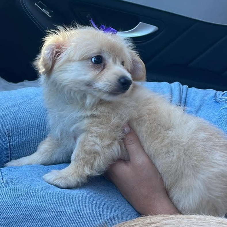 Enlarge Nugget, a ADOPTABLE mixed breed in Tarzana, CA image 4/6