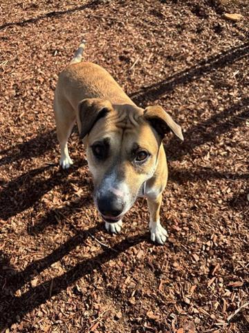 Enlarge KYLIE, a Adoptable Black Mouth Cur in Panama City, FL image 1/1
