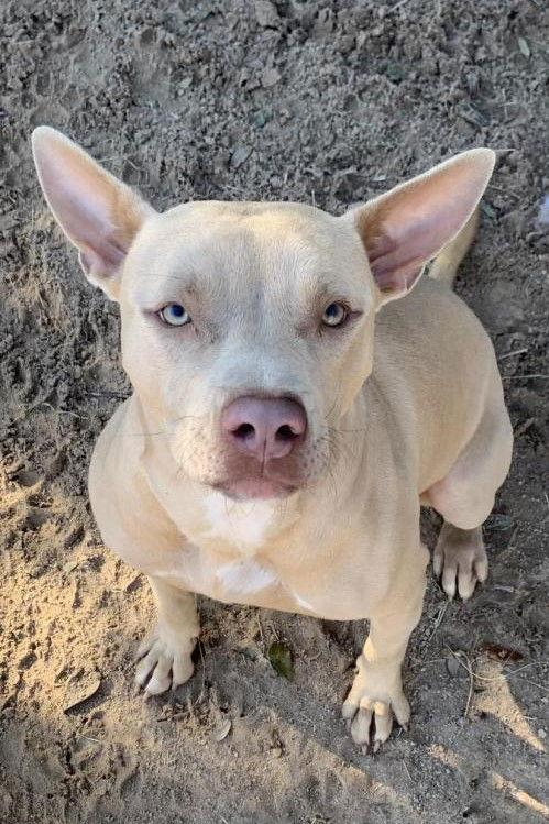 Andrea, a Adoptable Pit Bull Terrier in Gun Barrel City, TX image 1/3