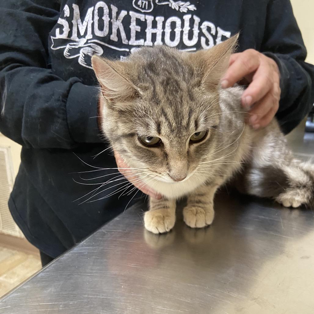 Winda, Adoptable, Young Female Domestic Short Hair.