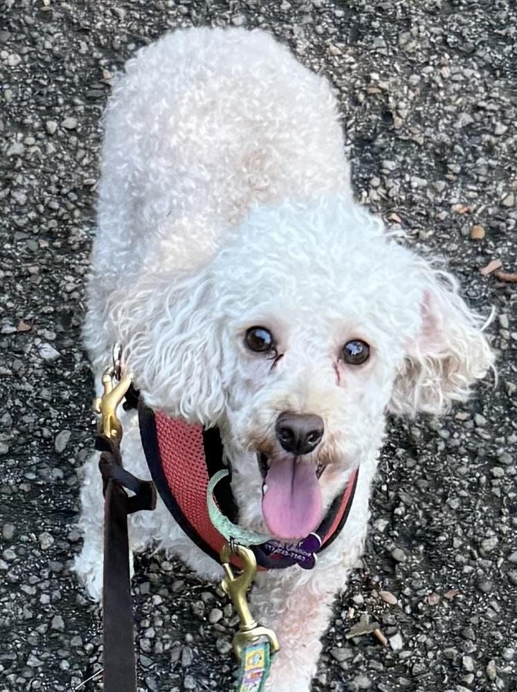 Enlarge Charger, a Adoptable Poodle in Jefferson Hills, PA image 1/2