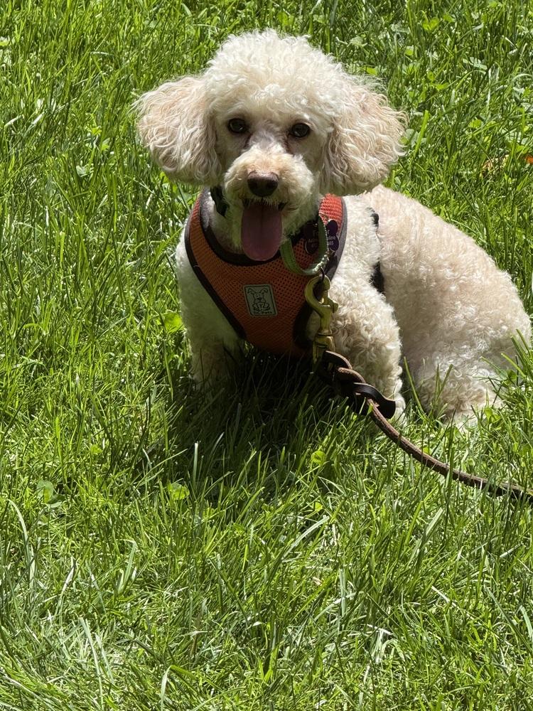 Enlarge Charger, a Adoptable Poodle in Jefferson Hills, PA image 2/2