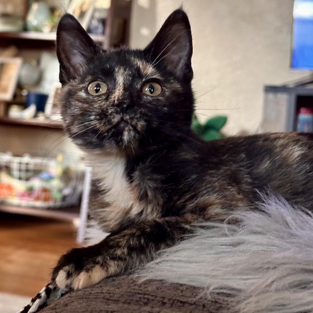 Cayenne, Adoptable, Young Female Domestic Short Hair.