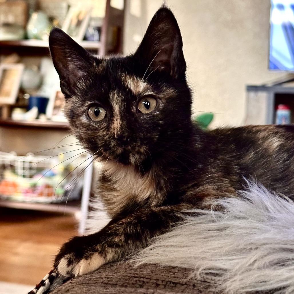Enlarge Cayenne, a Adoptable Domestic Short Hair in Chaska, MN image 2/5