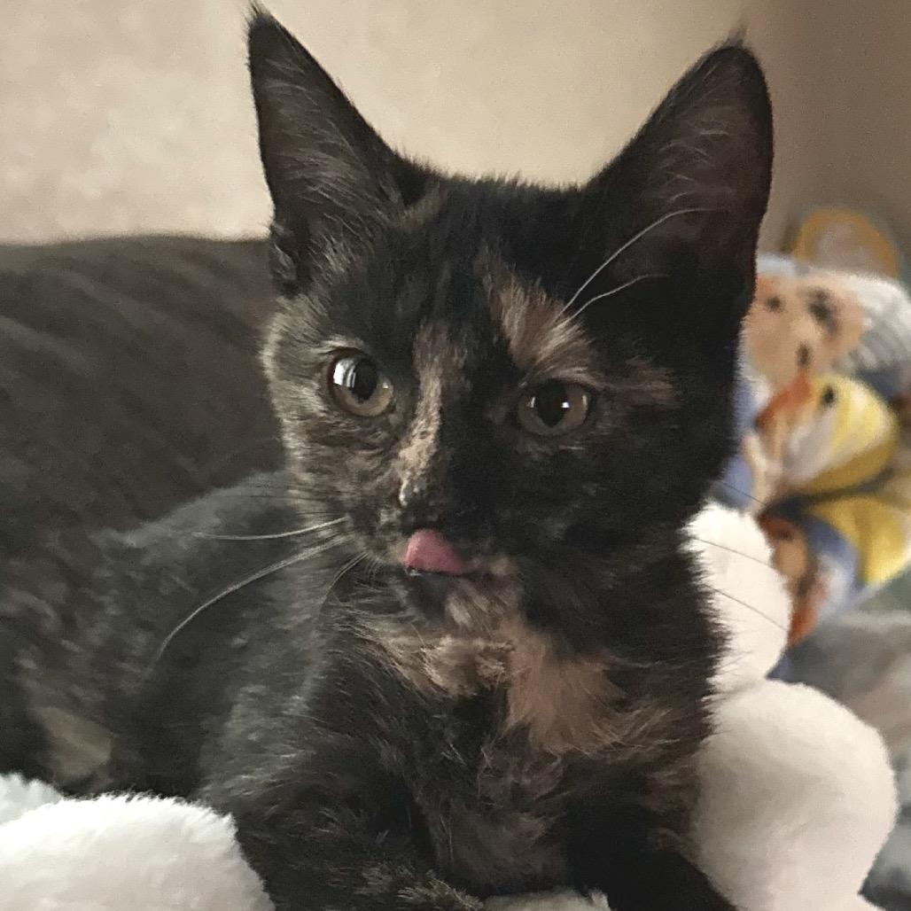 Enlarge Cayenne, a Adoptable Domestic Short Hair in Chaska, MN image 3/5