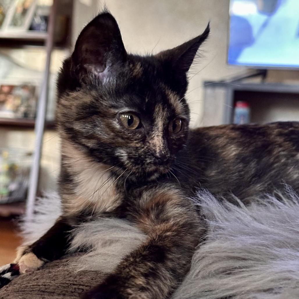 Enlarge Cayenne, a Adoptable Domestic Short Hair in Chaska, MN image 5/5