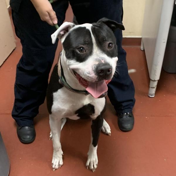 Enlarge Panda, a Adoptable mixed breed in Salisbury, MD image 1/1