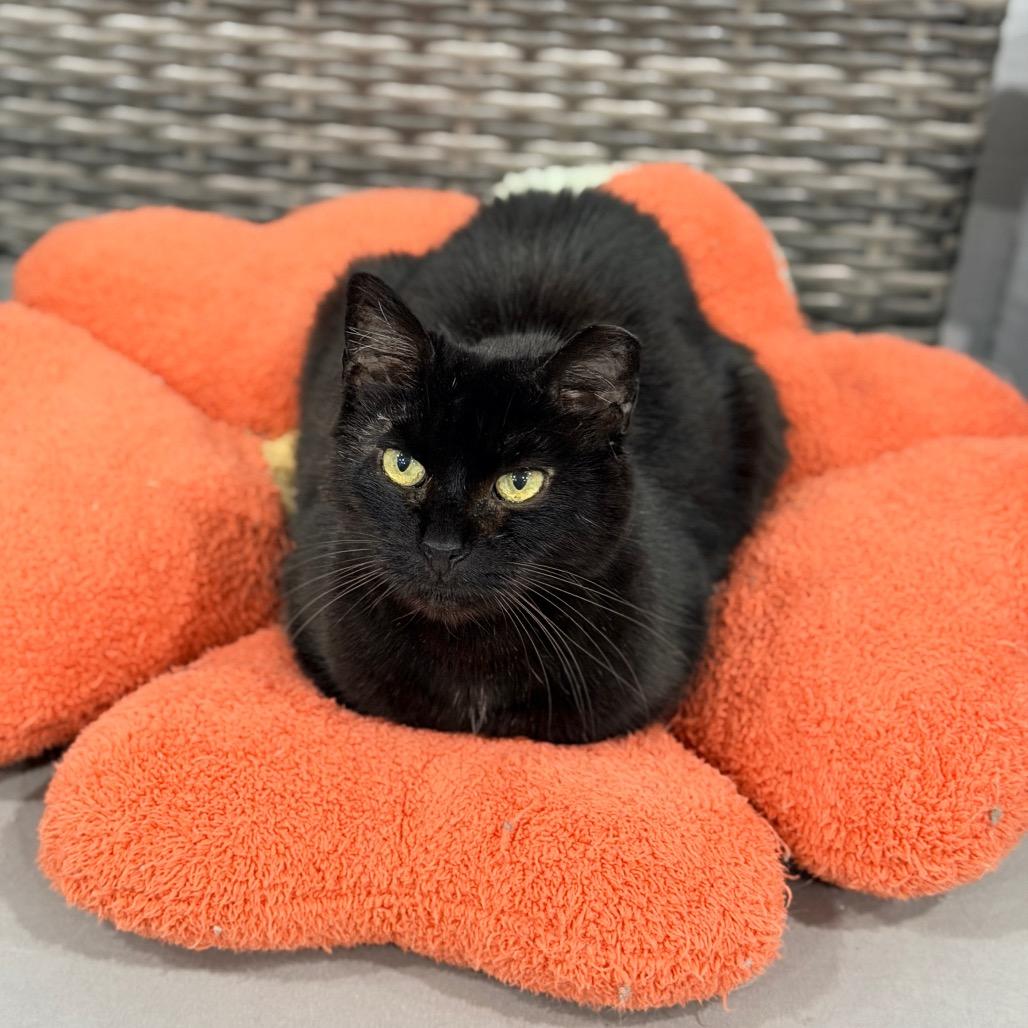 Black Velvet — thumbnail 2