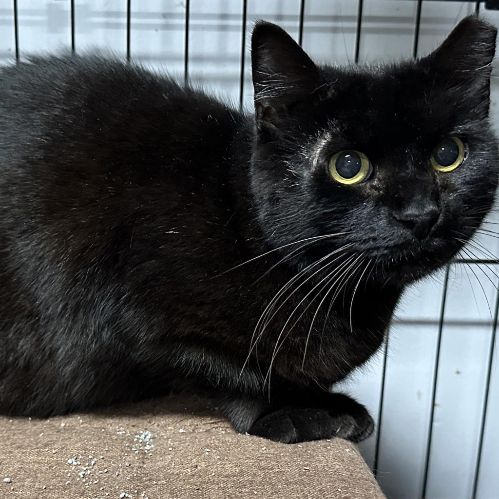 Black Velvet — thumbnail 3